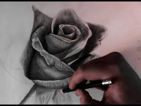 480x360 Drawing A Rose With Pencil ( Realistic ) - Realistic Flower Sketch