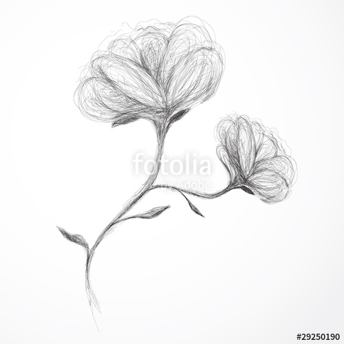 500x500 Flower Rose Realistic Sketch (Not Auto Traced) Stock Image And - Realistic Flower Sketch
