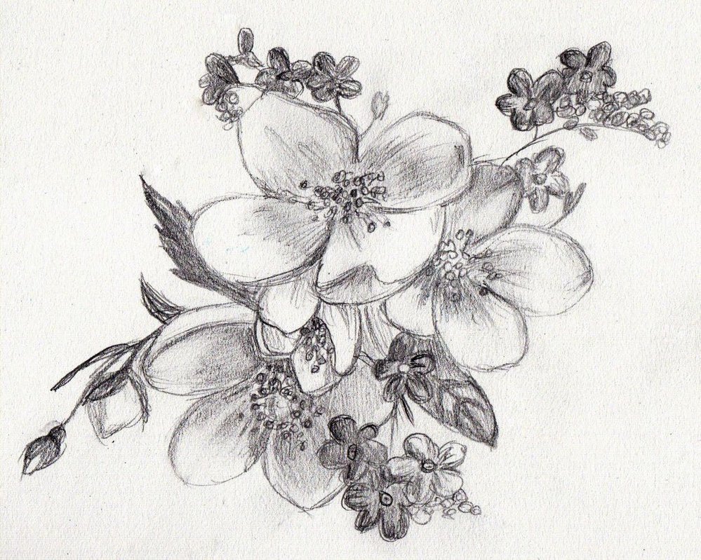 999x799 Flower Sketch - Realistic Flower Sketch