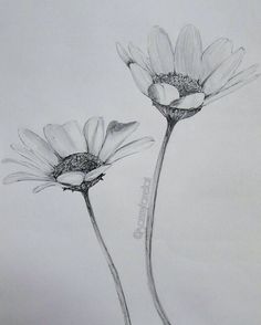 236x294 Flower Sketch Illustration And Imagination - Realistic Flower Sketch