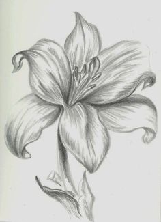 236x325 12 Best Pencil Shaded Flowers Images Drawing - Realistic Flower Sketch