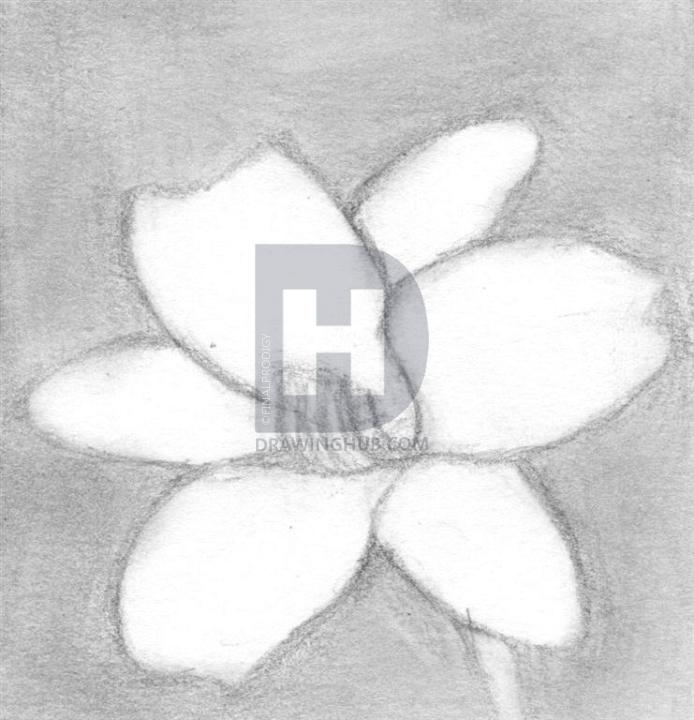 694x720 How To Draw A Realistic Flower, Step By Step, Drawing Guide, By - Realistic Flower Sketch