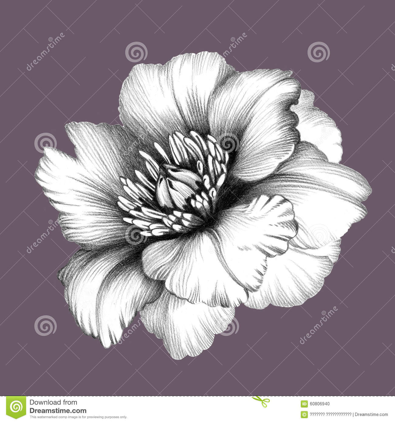 1300x1390 Pencil Sketch Realistic Flowers Flower. Pencil Drawing. Stock - Realistic Flower Sketch