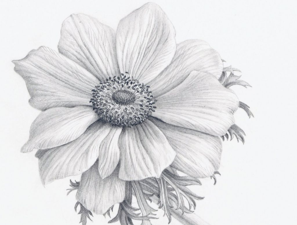 Realistic Flower Sketch at Explore collection of