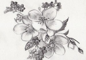 300x210 Realistic Flowers Drawings - Realistic Flower Sketch