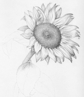 355x409 Collection Of Realistic Daisy Flower Drawing High Quality - Realistic Flower Sketch