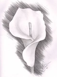 236x316 45 Beautiful Flower Drawings And Realistic Color Pencil Drawings - Realistic Flower Sketch