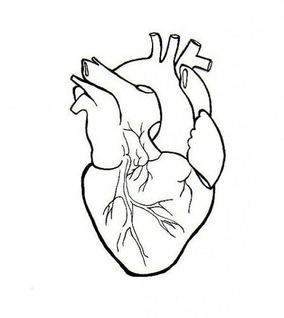570x638 Drawn Hearts Realistic 3346989 - Realistic Heart Sketch