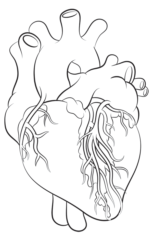 600x938 How To Draw A Heart - Realistic Heart Sketch