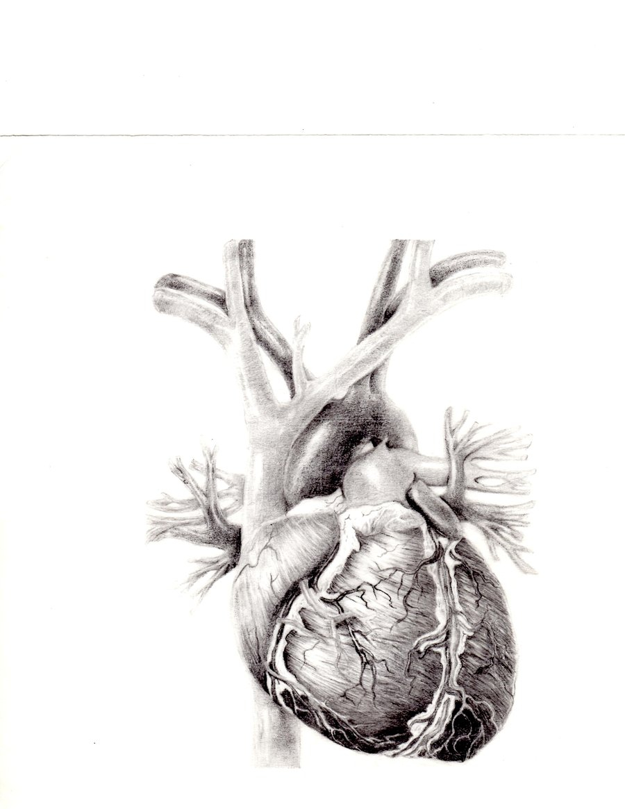 900x1165 Human Heart In Pencil With Parts Realistic Human Heart Speed - Realistic Heart Sketch