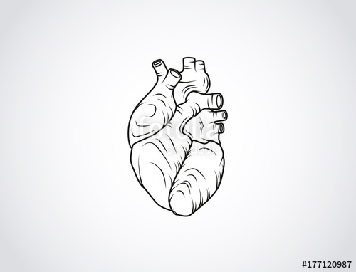 500x382 Human Heart Sketch. Anatomical Heart Illustration Isolated - Realistic Heart Sketch