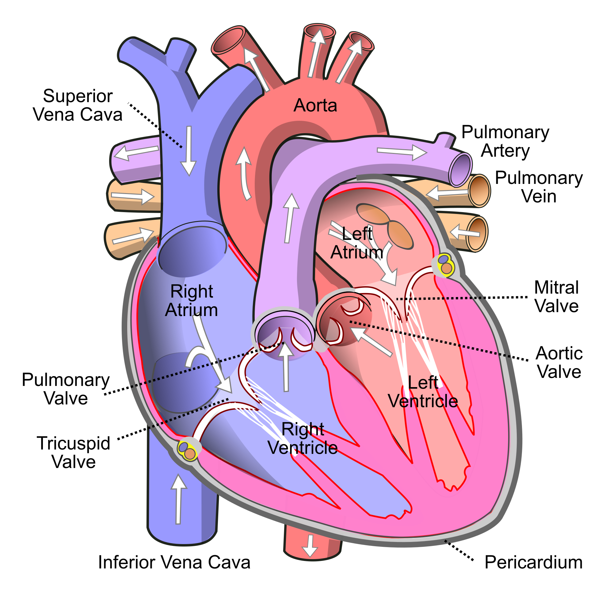 Realistic Heart Sketch At Explore Collection Of Realistic Heart Sketch 6001