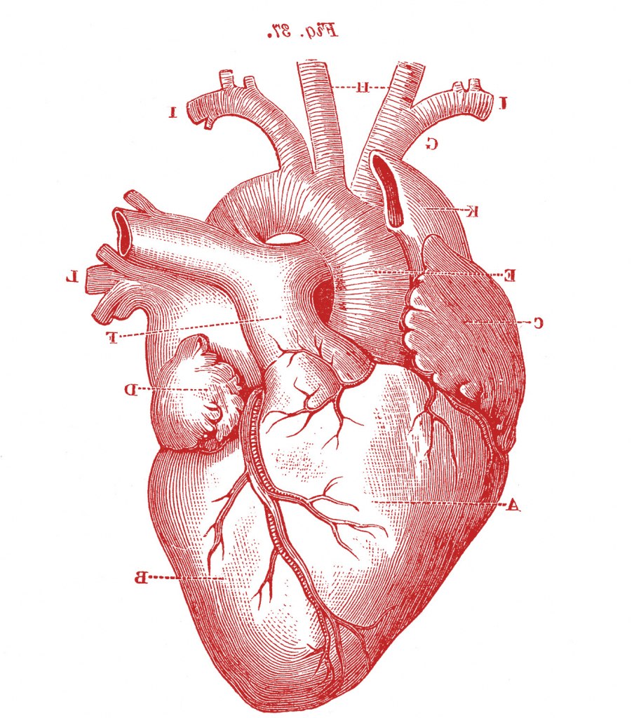 big heart sketch