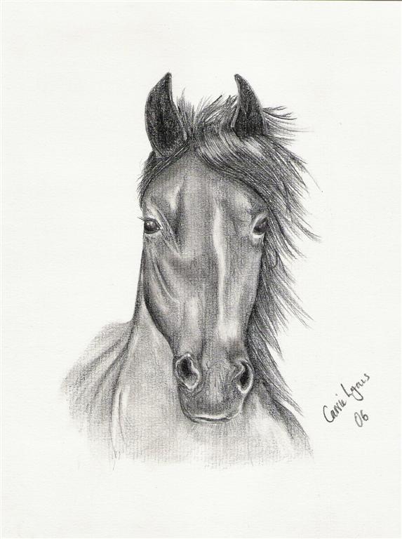 573x768 Horse Drawing By Carriephlyons - Realistic Horse Sketch