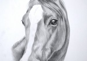 300x210 Horse Face Sketch Photos Realistic Horse Face Sketches, - Realistic Horse Sketch