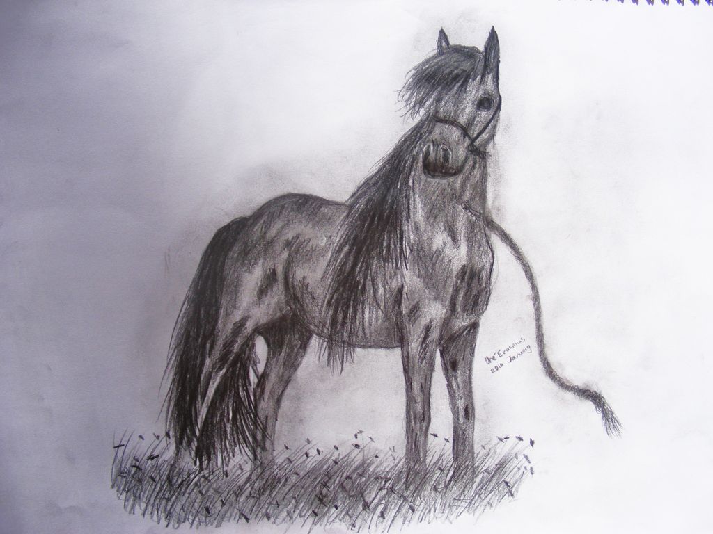1024x768 How To Draw Horses 7 Steps - Realistic Horse Sketch