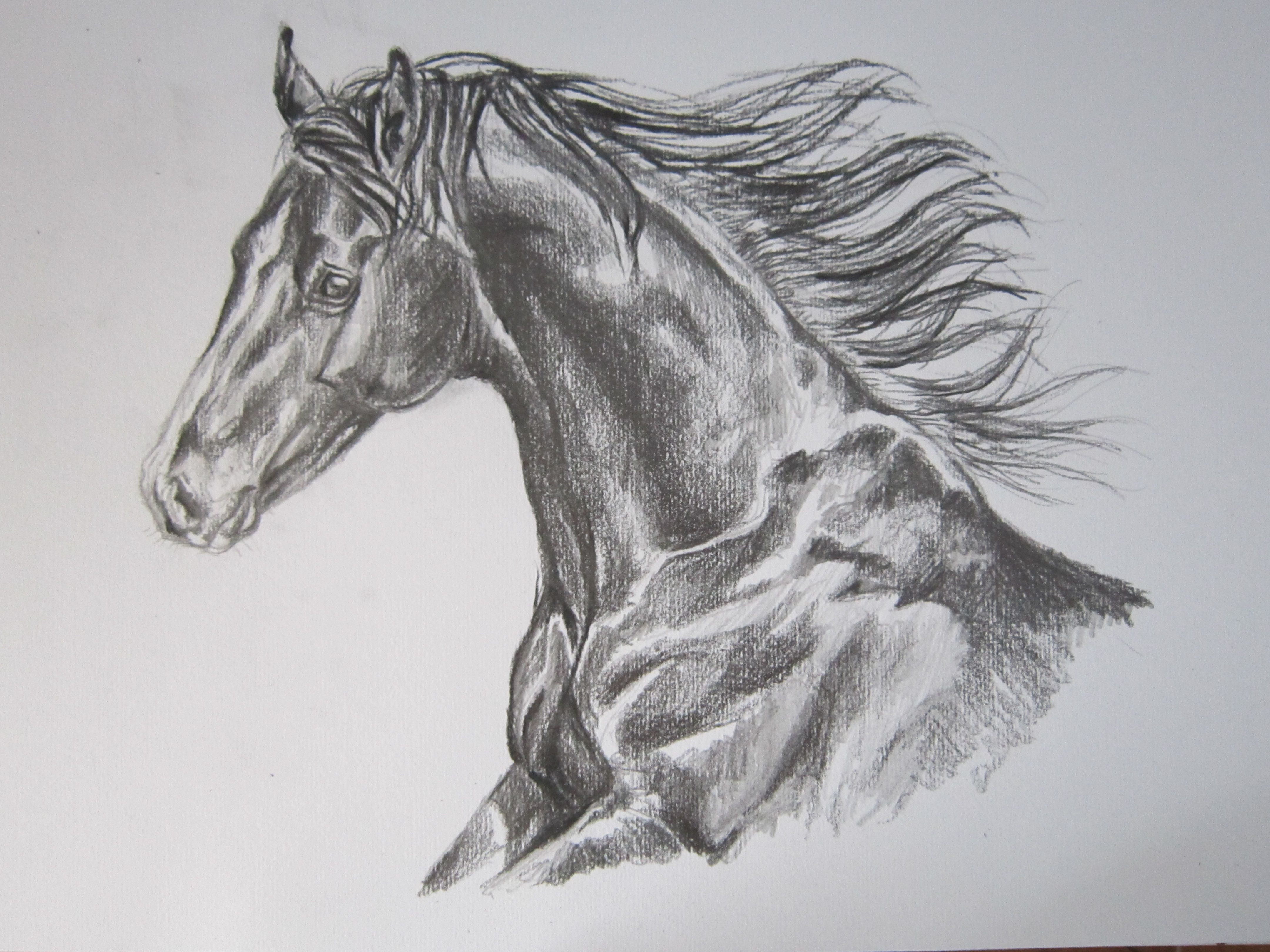 4320x3240 50 How To Draw A Realistic Horse Nn4x - Realistic Horse Sketch