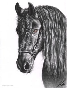236x308 Pencil Drawings Of Horses Carolina Cup Drawings - Realistic Horse Sketch