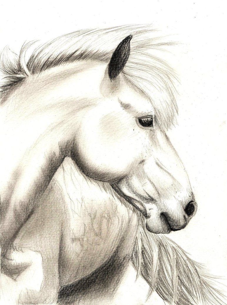 772x1036 Realistic Horse Sketch By Jennypip - Realistic Horse Sketch