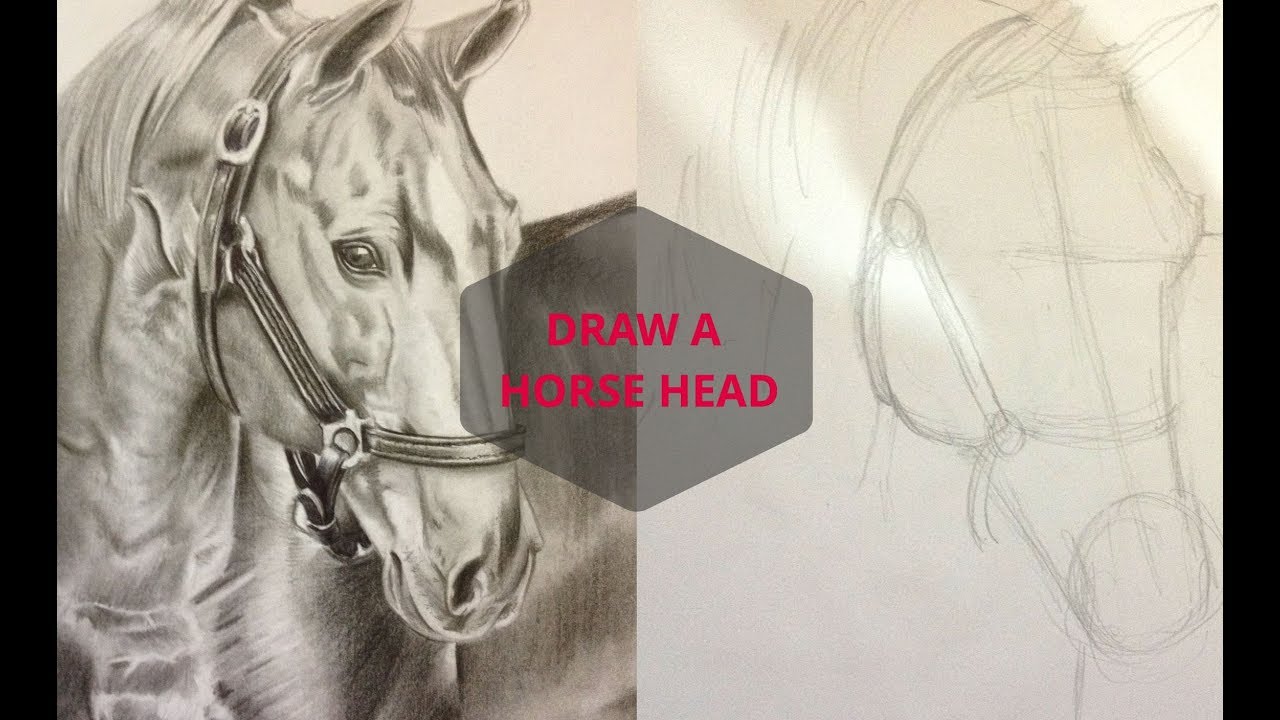 1280x720 Drawing A Realistic Horse Head With Pencil Realistic Horse - Realistic Horse Sketch