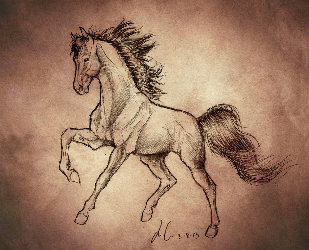 995x803 Horse Sketches - Realistic Horse Sketch