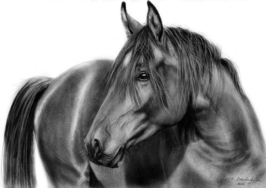 870x615 Equine Art - Realistic Horse Sketch