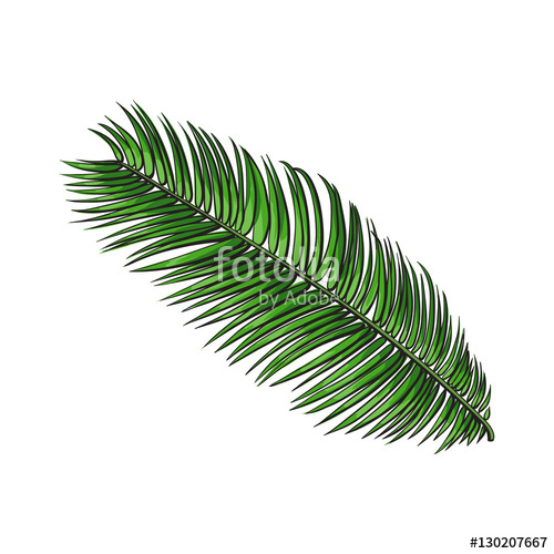 500x500 Full Fresh Leaf Of Sago Palm Tree, Sketch Style Vector - Realistic Leaf Sketch