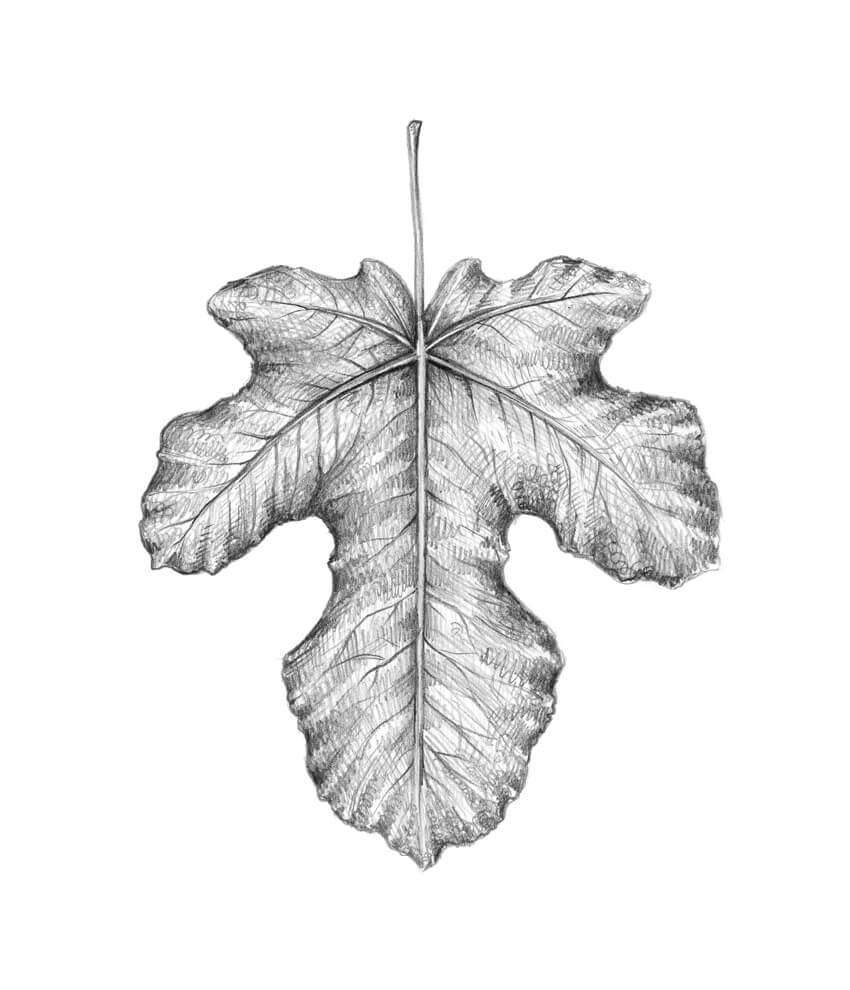 850x990 How To Draw A Leaf Step By Step - Realistic Leaf Sketch