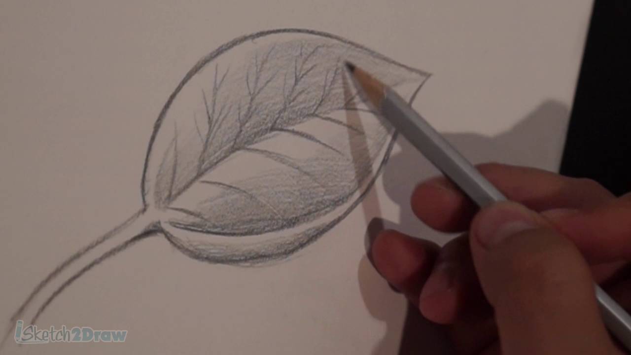 1280x720 How To Draw Amp Shade A Leaf (Sketching Practice Tutorial) - Realistic Leaf Sketch