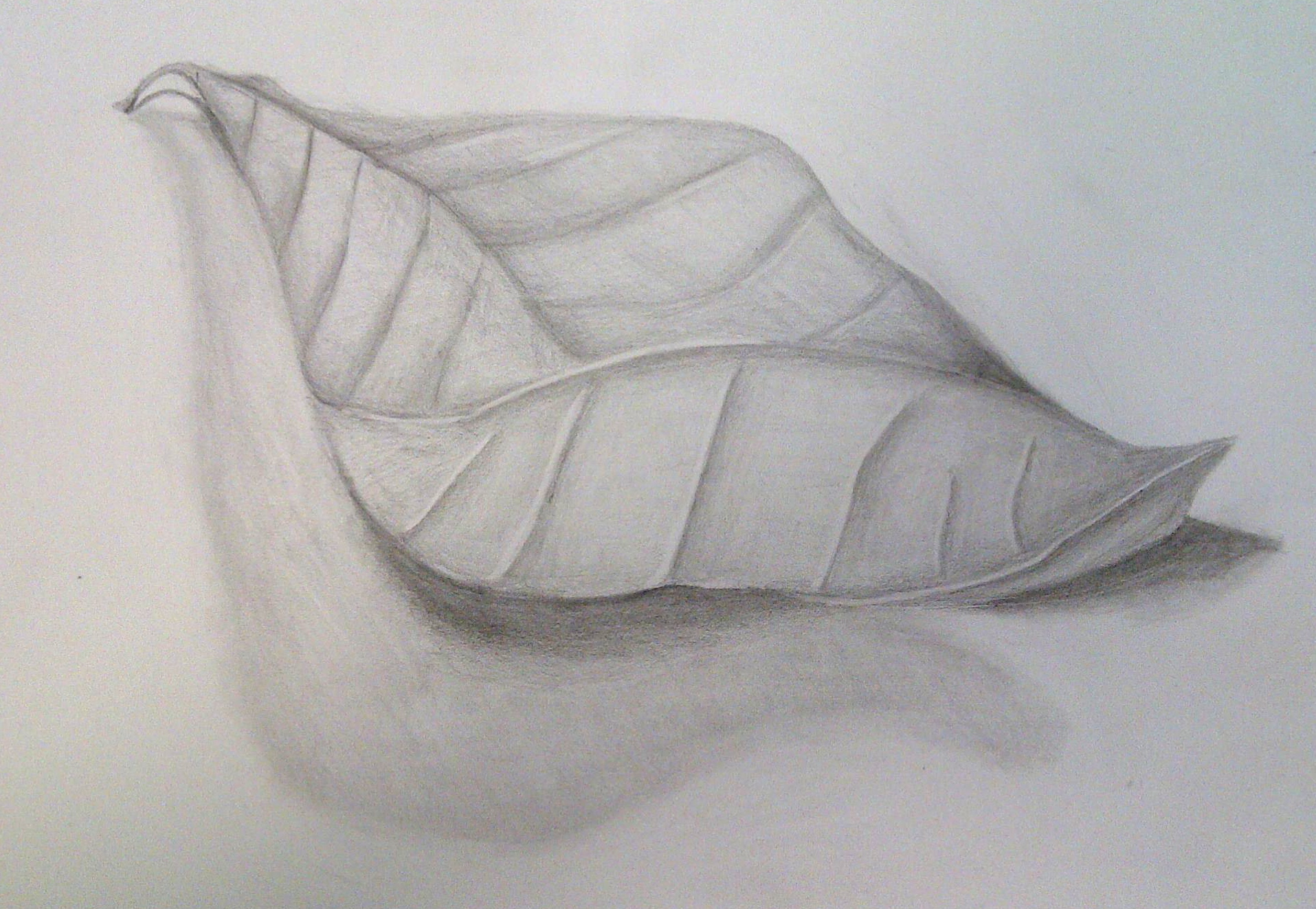 1915x1323 Leaf Drawing Activity Log Nhafez13 - Realistic Leaf Sketch