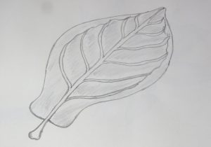 Realistic Leaf Sketch at PaintingValley.com | Explore collection of ...