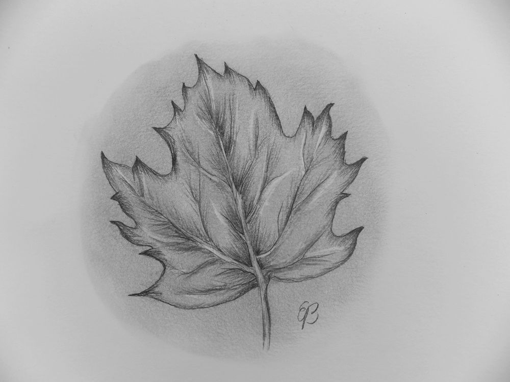 1000x750 Realistic Leaf Using Graphite Pencils Video Of Me Drawing By - Realistic Leaf Sketch