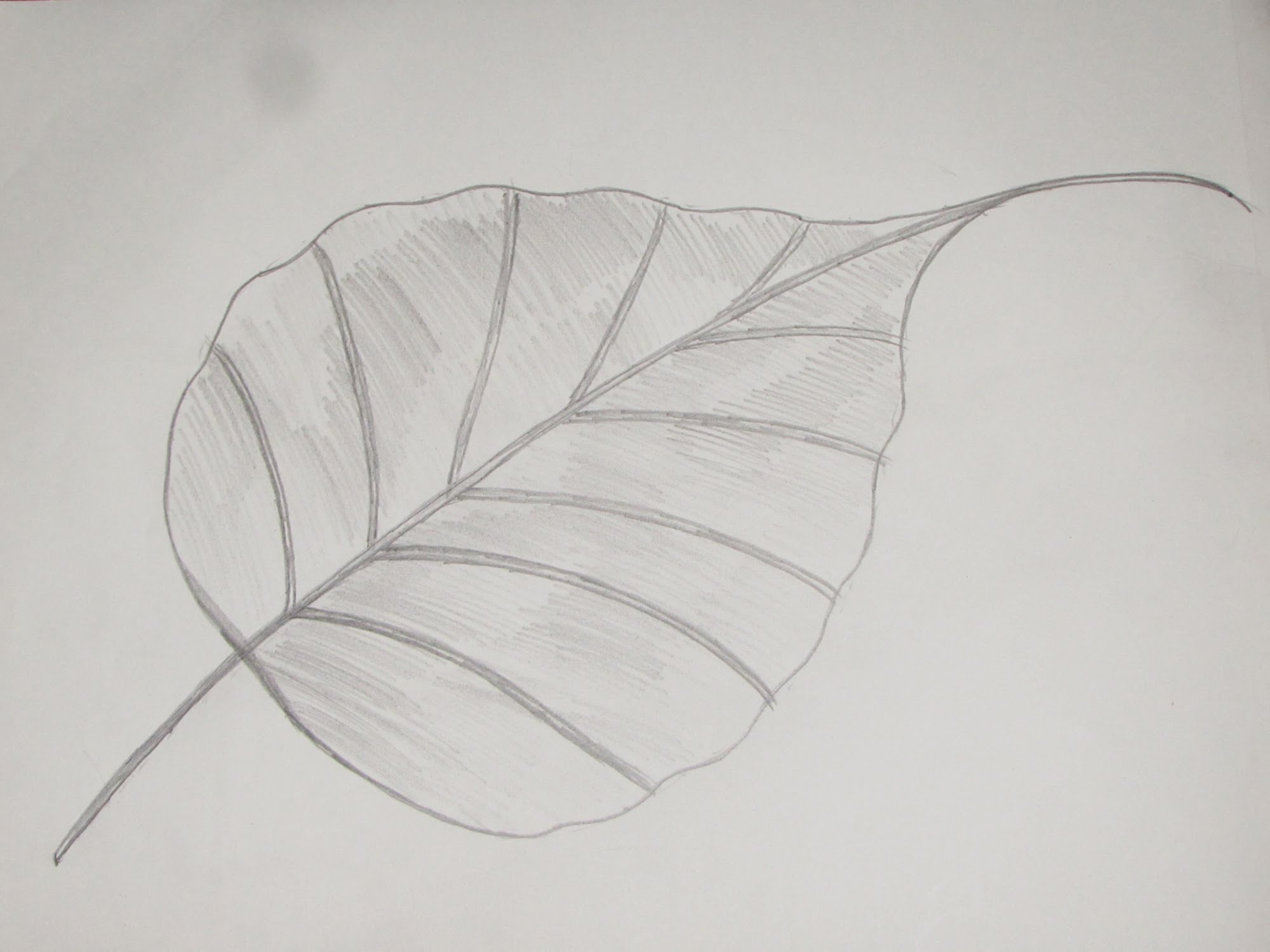 2000x1500 Realistic Pencil Sketching Images Leaves How To Draw And Sketch - Realistic Leaf Sketch