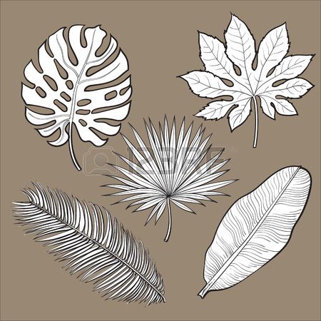 450x450 Set Of Tropical Palm Leaves Sketch Style Vector Illustration - Realistic Leaf Sketch
