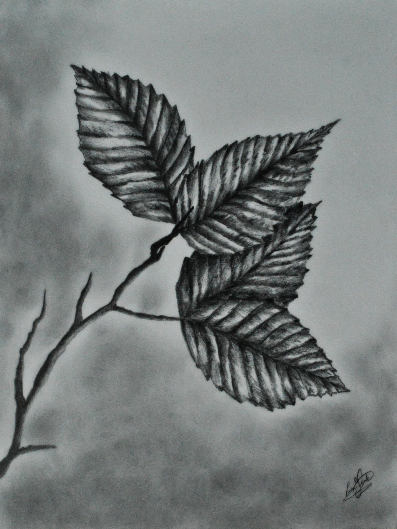 1537x2048 Pencil - Realistic Leaf Sketch