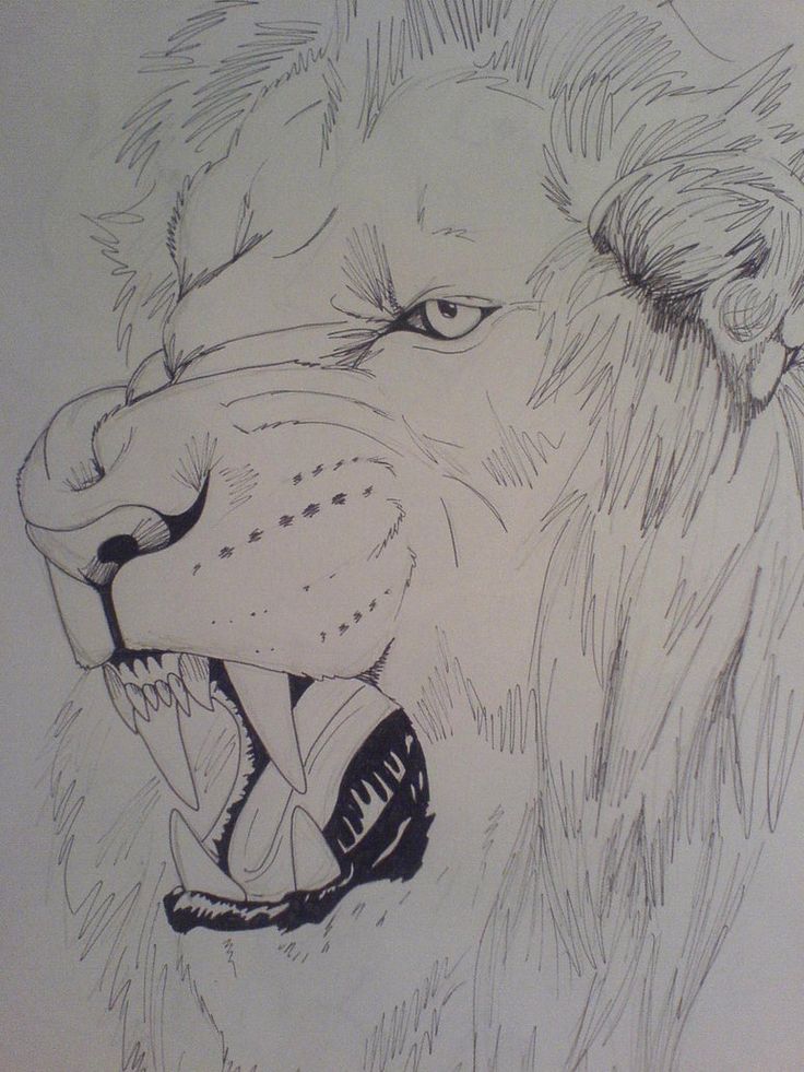 736x981 Drawn Sketch Lion Roaring - Realistic Lion Sketch