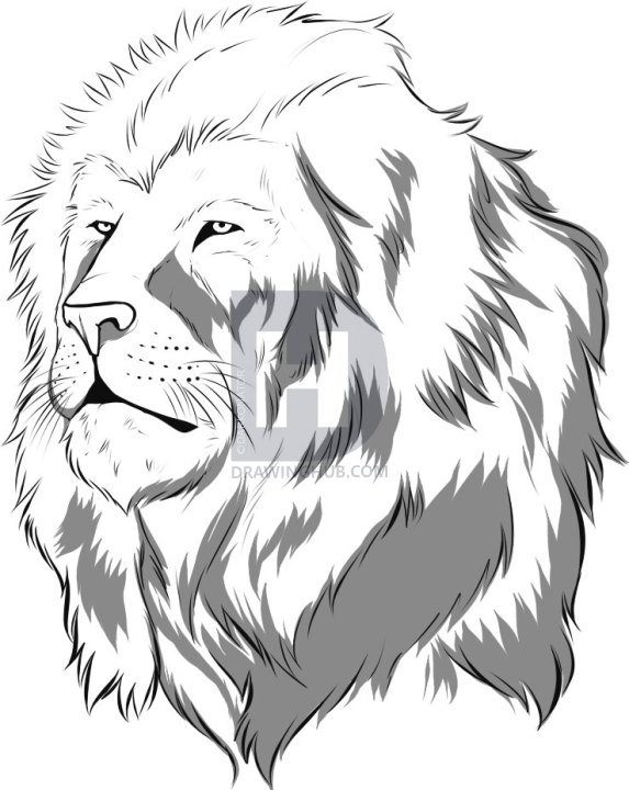 573x720 How To Draw A Realistic Lion, Draw Real Lion, Step By Step - Realistic Lion Sketch