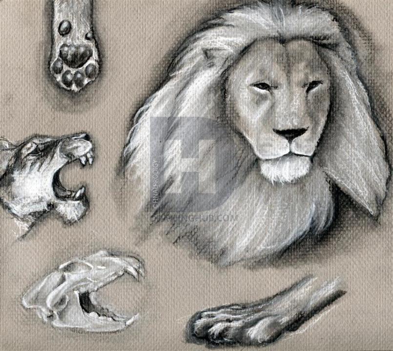 805x720 How To Draw Realistic Lions, Draw Real Lions, Step By Step - Realistic Lion Sketch