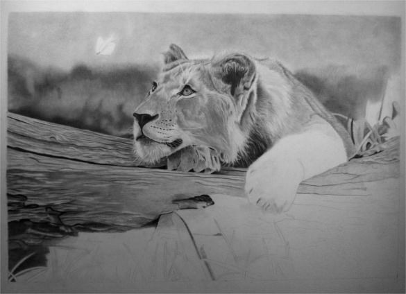 585x424 Hyper Realistic Drawings Amp Ideas Free Amp Premium Templates - Realistic Lion Sketch
