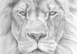 300x210 Lion Drawings In Pencil Roaring Lion Drawings In Pencil Realistic - Realistic Lion Sketch
