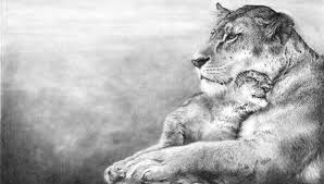 298x169 Lion Realistic Shading Animal Drawing Pictures - Realistic Lion Sketch