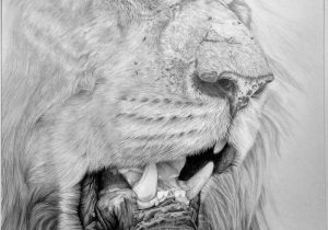300x210 Lion Sketches Pencil Lion Drawings In Pencil Roaring Lion Drawings - Realistic Lion Sketch