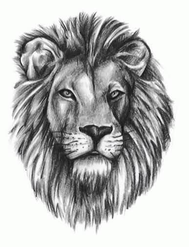 387x504 Realistic Lion Tattoo Sketch On Paper - Realistic Lion Sketch