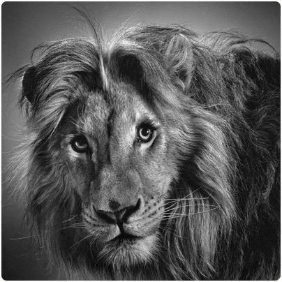 404x404 Realistic Lion~ By Spiritcatwarrior - Realistic Lion Sketch