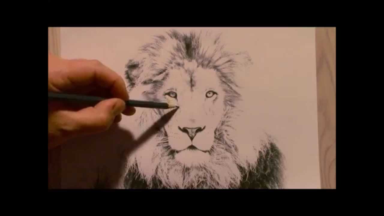 1280x720 Realistic Lion Drawing. How To Draw A Lion. Lion Drawing. - Realistic Lion Sketch