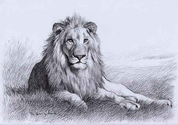 600x424 Resting Lion 10 Cool Lion Drawings For Inspiration, Httphative - Realistic Lion Sketch