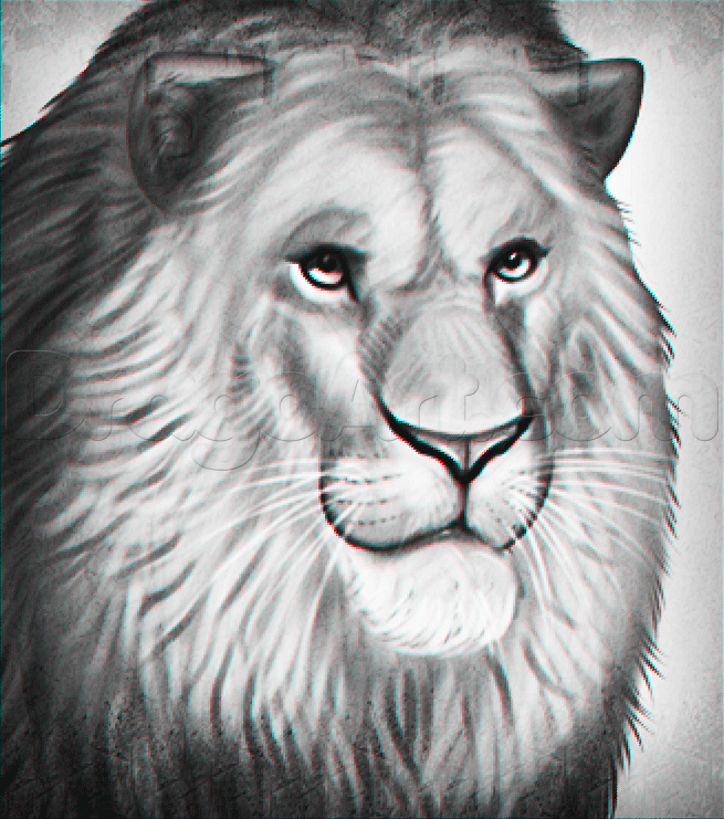 655x741 Drawing A Realistic Lion Teken Oefeningen Lions - Realistic Lion Sketch