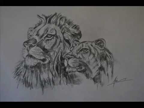 480x360 Amazing Realistic Lion Drawing!! In Hd! - Realistic Lion Sketch