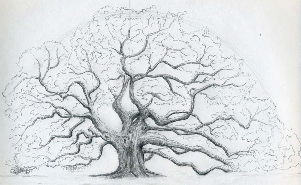1000x616 Draw An Oak Tree. Angel Oak Tree. - Realistic Tree Sketch