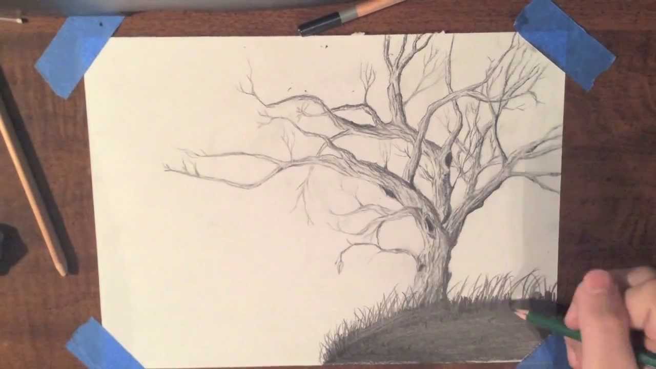 1280x720 Drawing A Realistic Tree - Realistic Tree Sketch